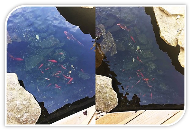 Roll of the dice fish